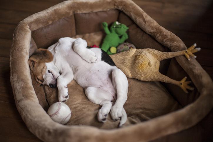 ¿Por qué mi perro respira rápido al dormir? Descubre las causas 1 por que mi perro respira rapido al dormir descubre las causas