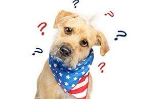 ¿Por qué mi perro se rasca y sacude tanto? Descubre la solución aquí 1 por que mi perro se rasca y sacude tanto descubre la solucion aqui