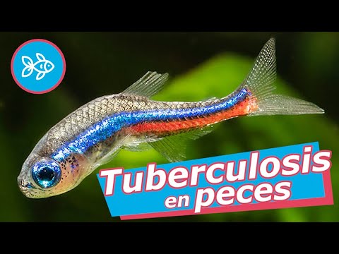 ¿Por qué mi pez no come? Descubre las posibles causas 1 por que mi pez no come descubre las posibles causas