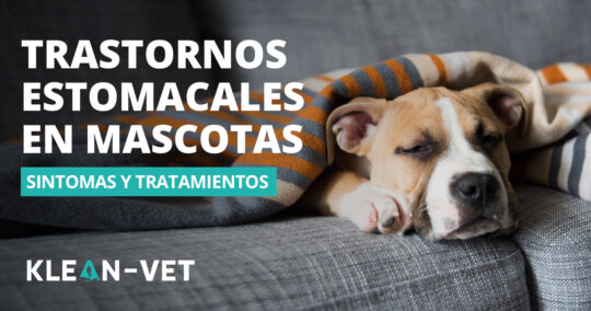 Por qué tu perro suena inquieto: Causas y soluciones a los ruidos estomacales 3 Señales que indican malestar estomacal en tu fiel compañero canino