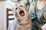 Prevención y tratamiento de mordeduras de ututo venenoso: Guía del veterinario 1 prevencion y tratamiento de mordeduras de ututo venenoso guia del veterinario