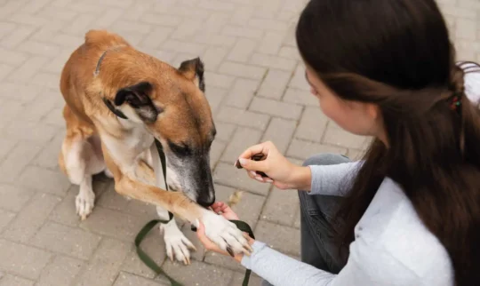 Prevención y tratamiento de parásitos en cachorros: una guía completa 2 prevencion y tratamiento de parasitos en cachorros una guia completa16