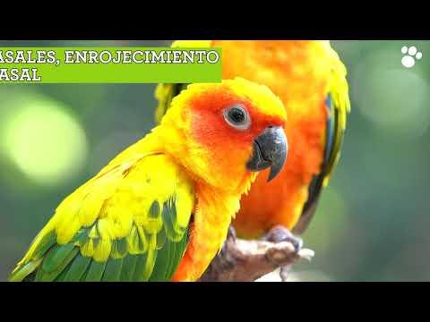 Protege a tus aves: Todo lo que debes saber sobre el veneno para pájaros 1 protege a tus aves todo lo que debes saber sobre el veneno para pajaros