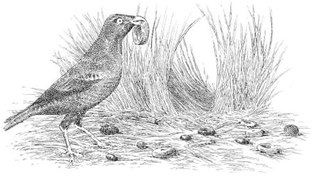 Protege tus espacios: El depredador de gaviotas y cómo mantenerlas a raya 1 protege tus espacios el depredador de gaviotas y como mantenerlas a raya