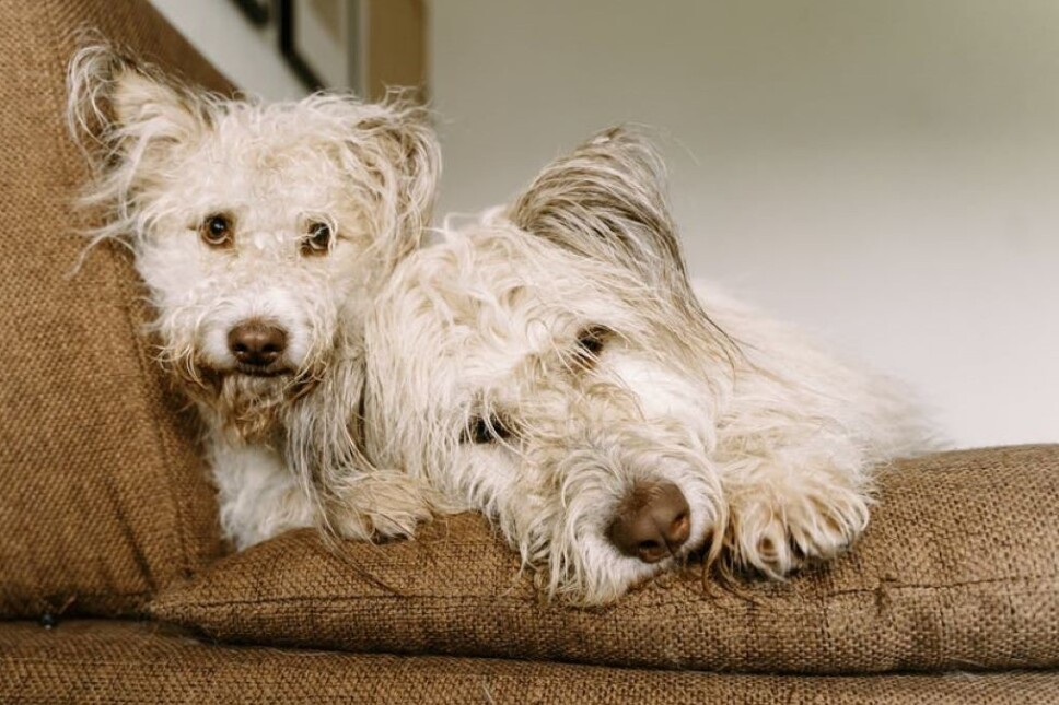 Pupilas dilatadas en perros: causas y cómo actuar 1 pupilas dilatadas en perros causas y como actuar