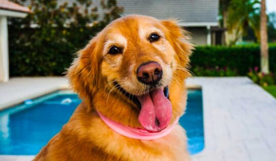 ¿Qué causa la mancha negra en la lengua de tu perro? Todo lo que debes saber 1 que causa la mancha negra en la lengua de tu perro todo lo que debes saber36