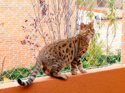 red de seguridad para gatos en balcon37