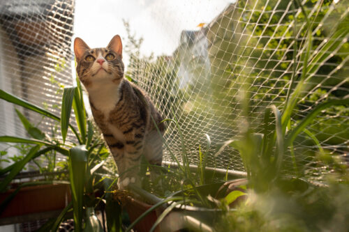 Consideraciones al Elegir una Red para Gatos
