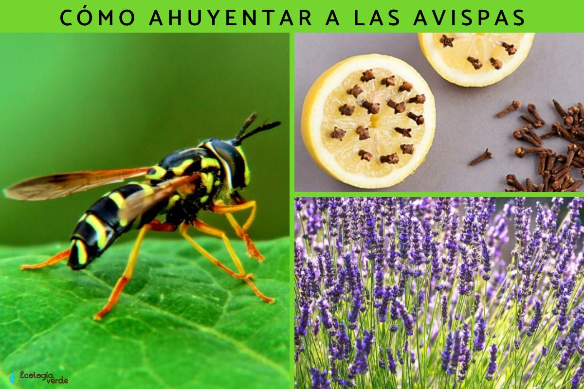 8 efectivos repelentes caseros para mantener a las golondrinas alejadas 1 repelente para golondrinas casero