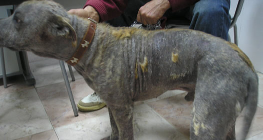 Sarna demodécica en perros: causas, síntomas y tratamiento veterinario 3 Desenmascarando el contagio del Demodex en perros