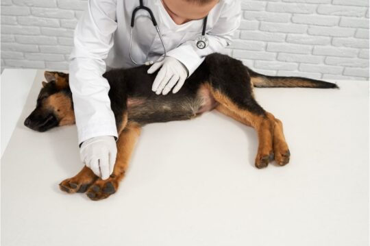 Sarna demodécica en perros: causas, síntomas y tratamiento veterinario 2 sarna demodecica en perros causas sintomas y tratamiento veterinario46