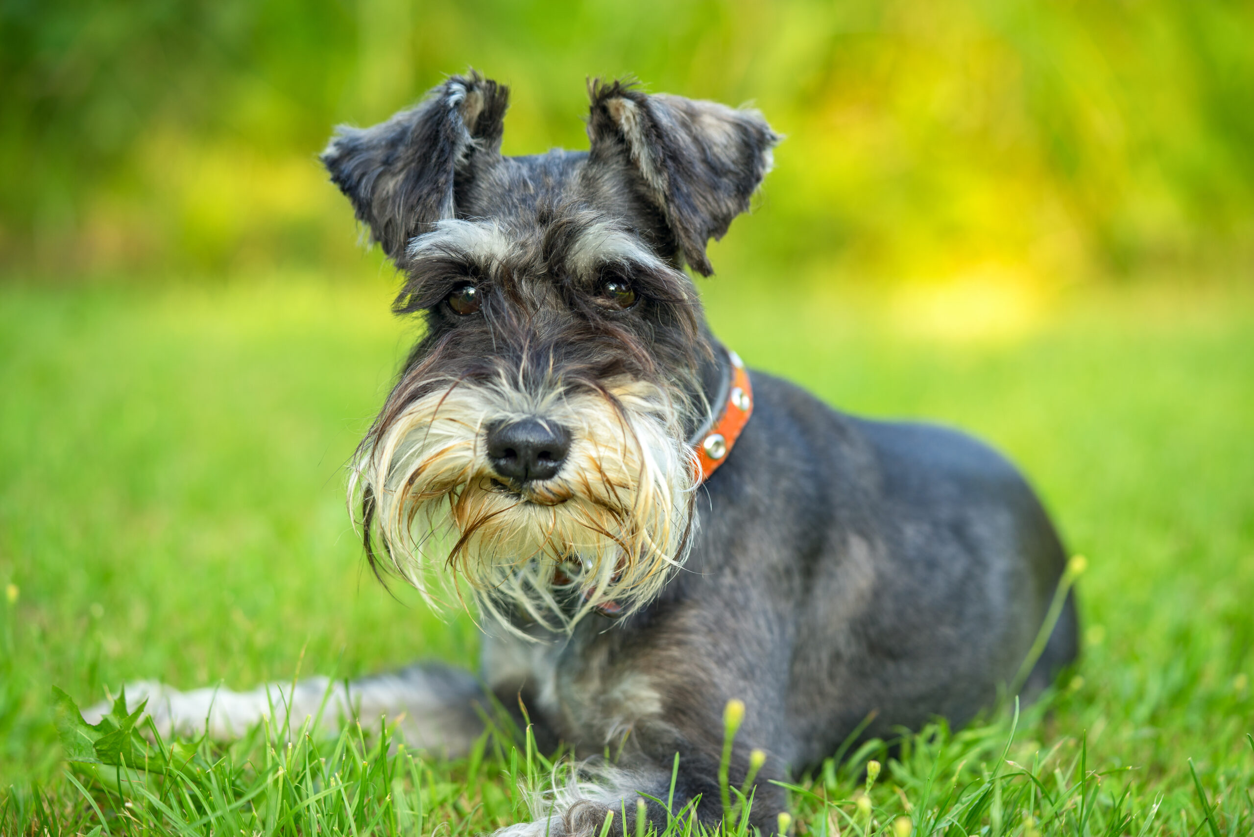 Schnauzer Estándar: Conoce Todo Sobre Esta Raza 1 schnauzer estandar conoce todo sobre esta raza scaled