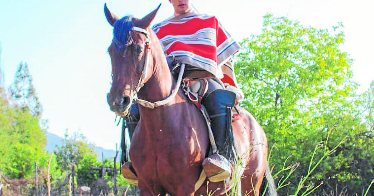 secretos de la relacion entre la yegua y el caballo una conexion unica