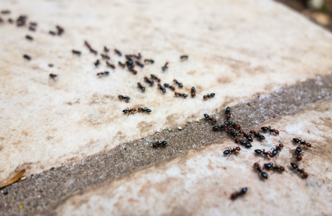 secretos de la reproduccion de hormigas todo lo que debes saber
