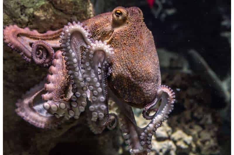 Secretos de la reproducción del pulpo: todo lo que debes saber 1 secretos de la reproduccion del pulpo todo lo que debes saber