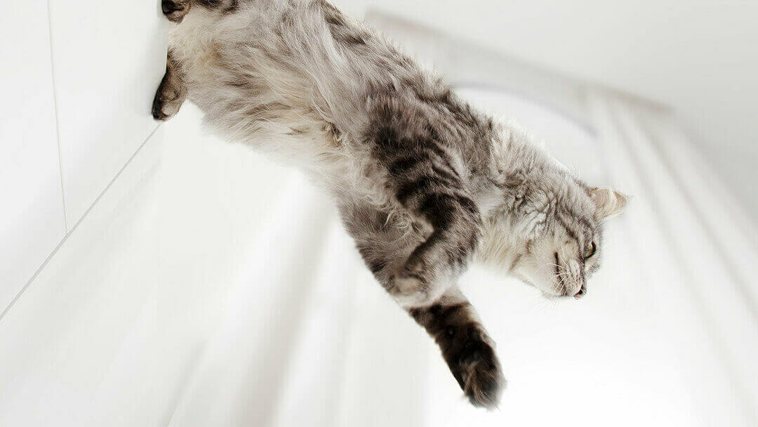 secretos de los gatos grises oscuros todo lo que debes saber