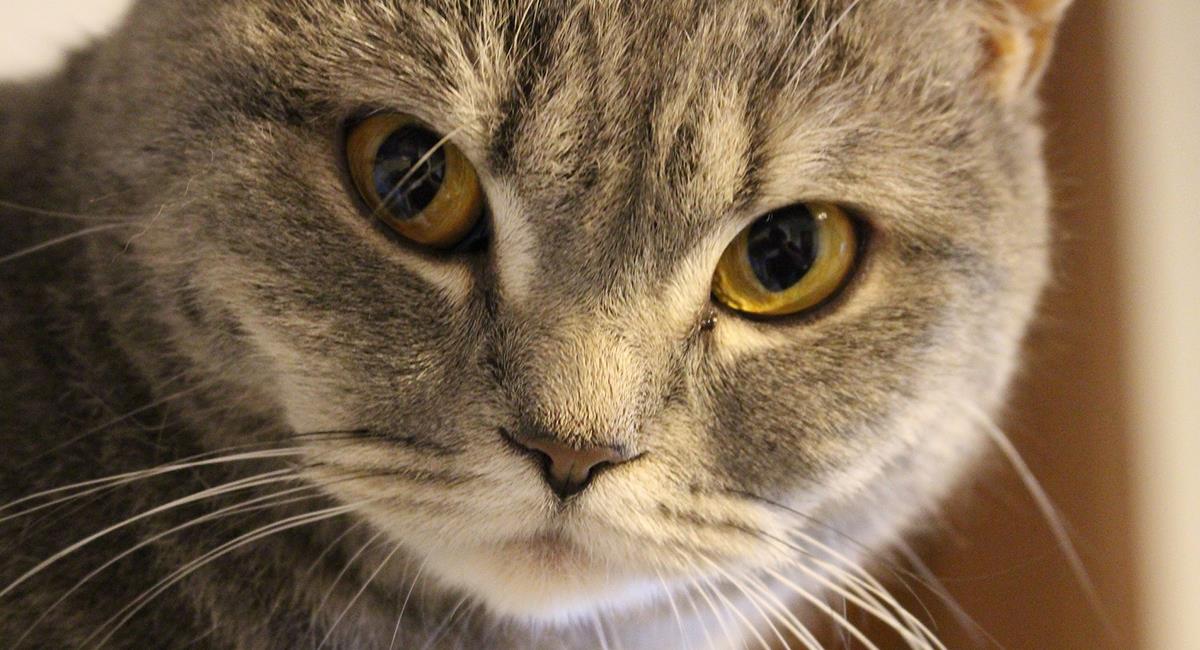 Secretos del encantador gato gris atigrado: todo lo que debes saber 1 secretos del encantador gato gris atigrado todo lo que debes saber