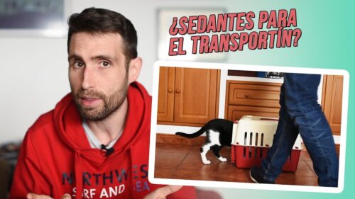 4. Socialización y entrenamiento