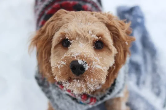 senales que indican si tu perro esta sintiendo frio91