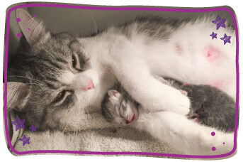Cómo Ayudar a una Gata en Duelo