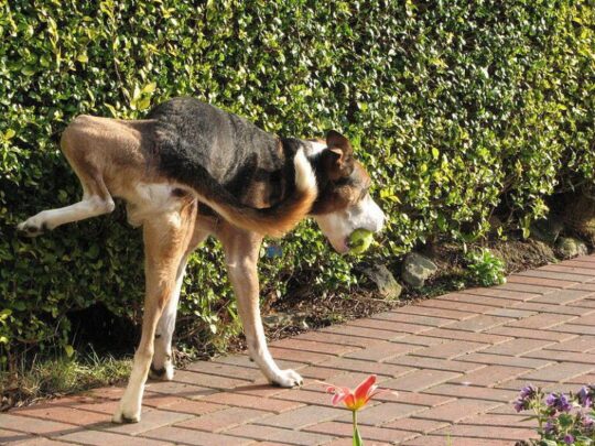 Conoce la soluci&oacute;n definitiva para mantener a raya la orina de los perros en tu jard&iacute;n