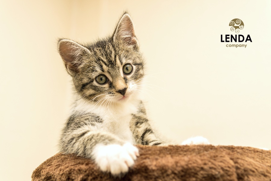 soluciones efectivas para problemas de eliminacion en el arenero de tu gato