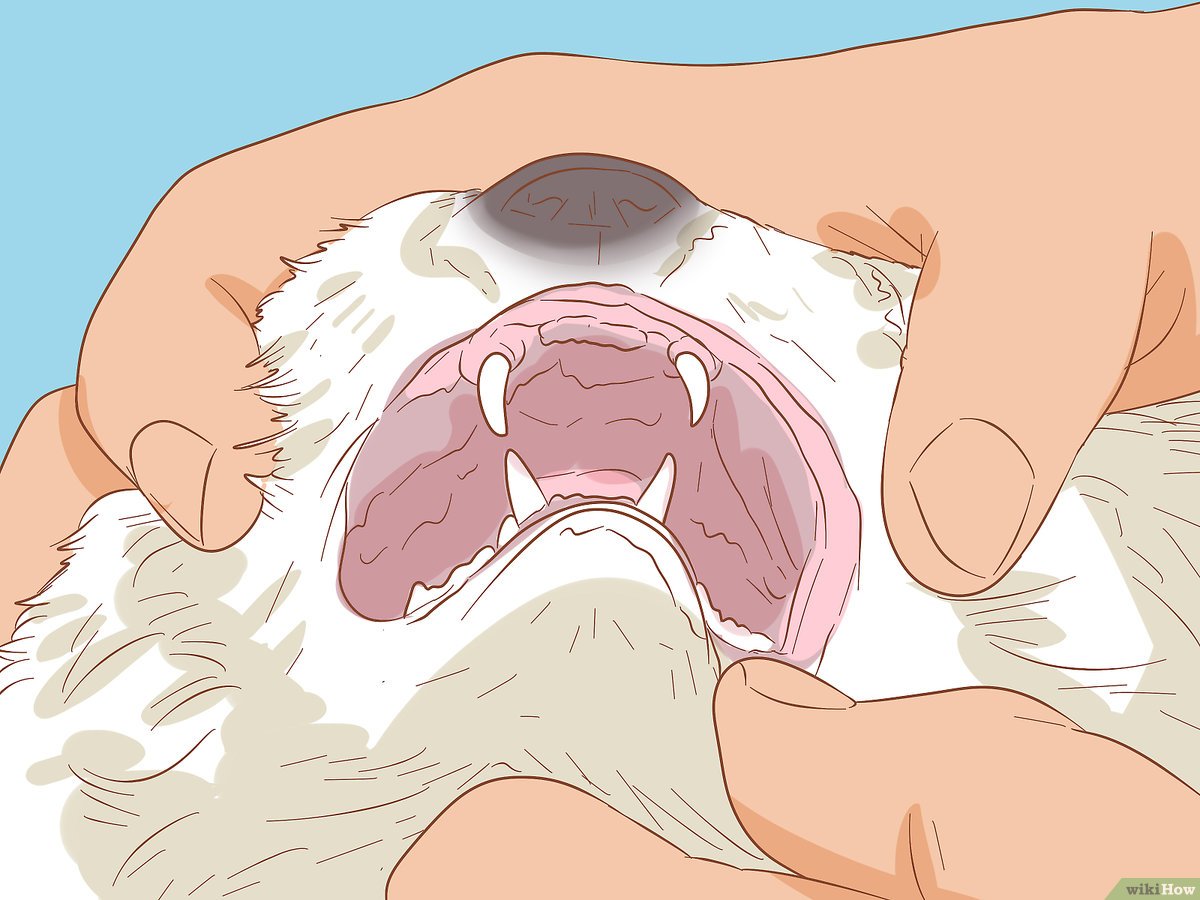 Soluciones para el babeo y mal olor en gatos: consejos del veterinario 1 soluciones para el babeo y mal olor en gatos consejos del veterinario