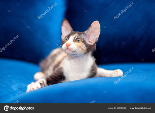 sphynx gato mestizo3