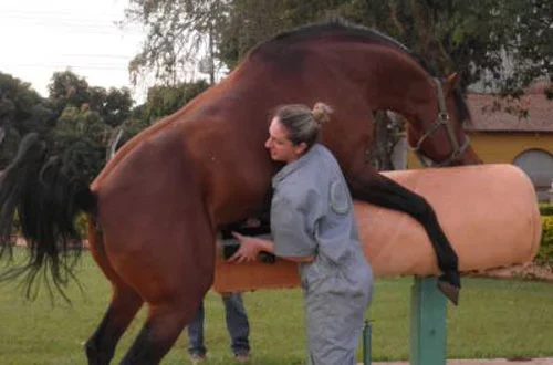 El secreto detr&aacute;s de la reproducci&oacute;n equina: la cantidad exacta de montas para lograr un embarazo exitoso