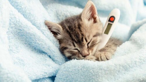 Señales y síntomas de fiebre en gatos