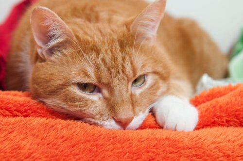 ¿Qué hacer si la temperatura de tu gato está fuera de lo normal?
