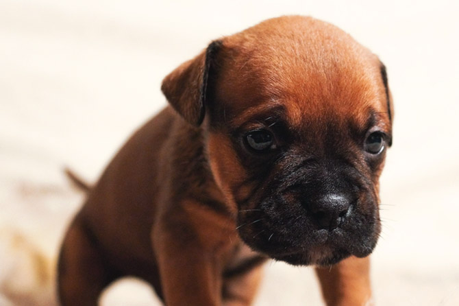 Tiempo de acción del veneno en perros: ¿Cuánto tarda en hacer efecto? 1 tiempo de accion del veneno en perros cuanto tarda en hacer efecto
