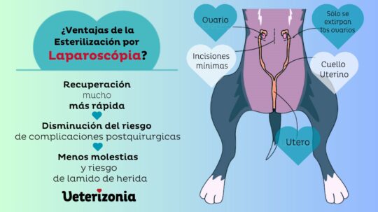 tiempo de recuperacion de una perra castrada todo lo que necesitas saber36