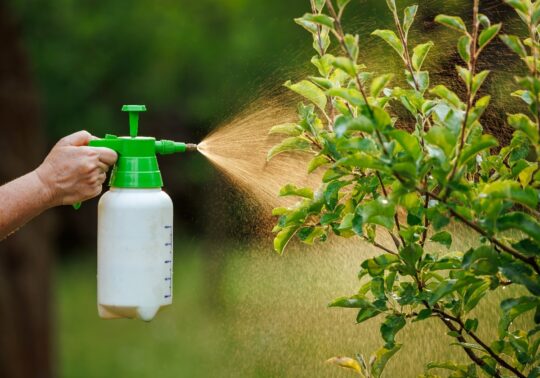 Tierra de diatomeas: el insecticida natural que mantendrá tu hogar libre de plagas 2 tierra de diatomeas el insecticida natural que mantendra tu hogar libre de plagas71