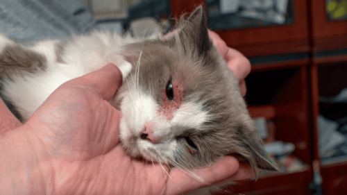 tina en gatos imagenes17