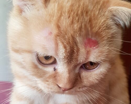 Cómo prevenir la tiña en tu gato