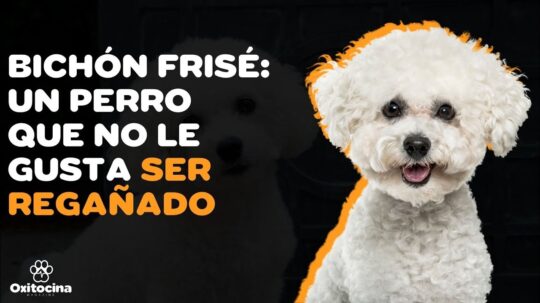 Todo lo que debes saber sobre el adorable cachorro Bichón Frisé marrón 3 La fascinante inteligencia del Bichón Frisé: sorpréndete con su astucia y habilidades
