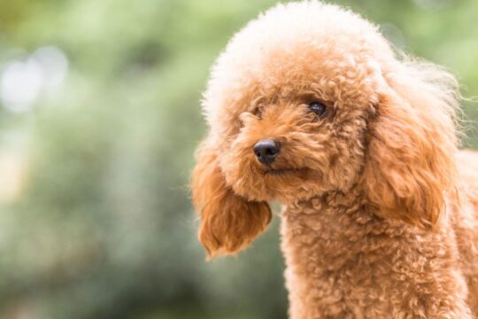Todo lo que debes saber sobre el adorable cachorro Bichón Frisé marrón 2 todo lo que debes saber sobre el adorable cachorro bichon frise marron93