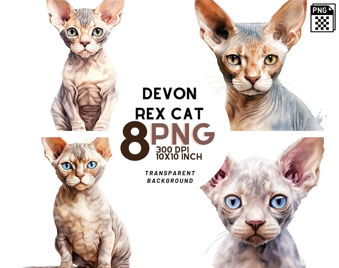 todo lo que debes saber sobre el encantador devon rex gato