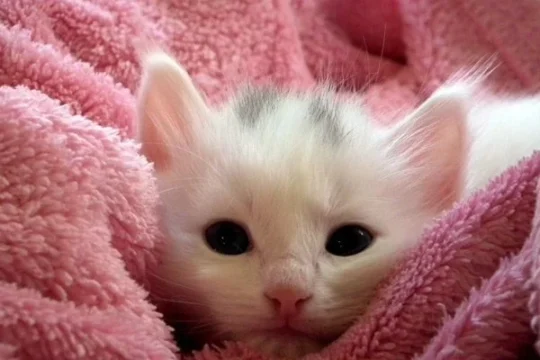 Todo lo que debes saber sobre el encantador gato blanco cachorro 3 7. Brinda mucho amor y atención