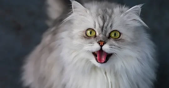 Todo lo que debes saber sobre el encantador gato blanco cachorro 2 todo lo que debes saber sobre el encantador gato blanco cachorro52