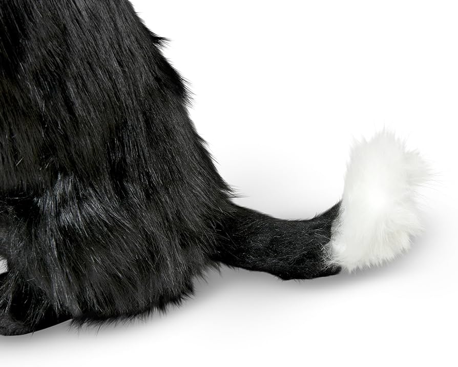 Todo lo que debes saber sobre el encantador Red Border Collie 1 todo lo que debes saber sobre el encantador red border collie