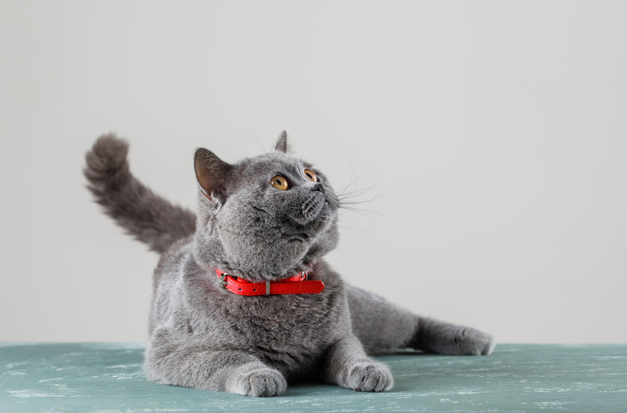 todo lo que debes saber sobre el gato britanico de pelo corto