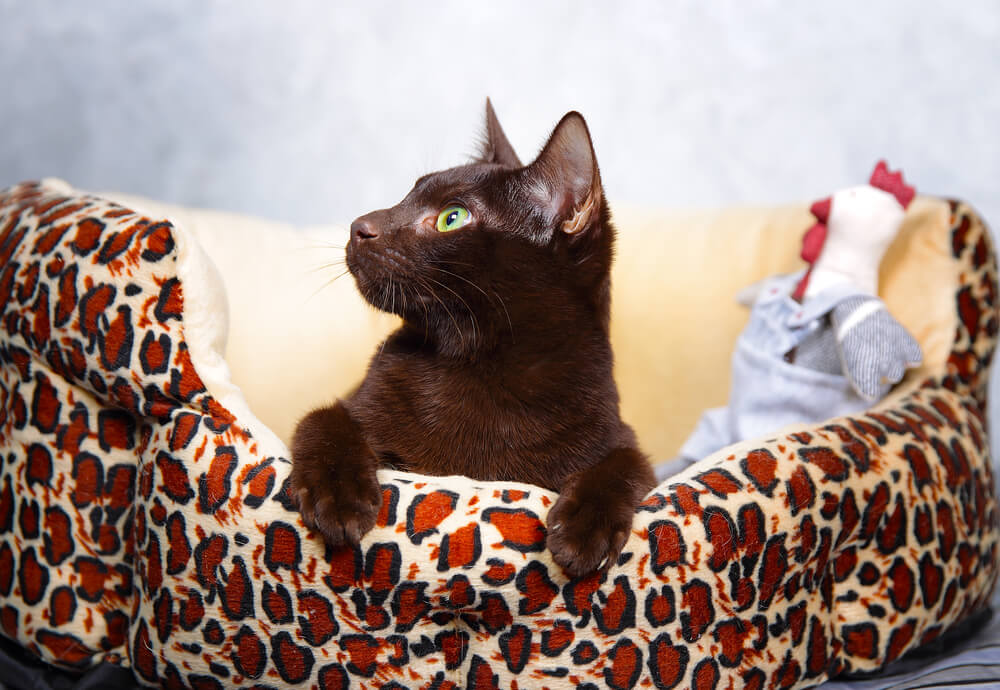 todo lo que debes saber sobre el gato habana brown caracteristicas y cuidados