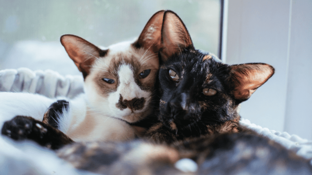 todo lo que debes saber sobre el gato oriental de pelo corto