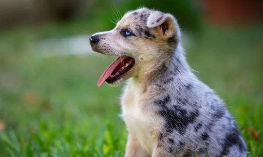 Todo lo que debes saber sobre el increíble Border Collie Rojo Merle 1 todo lo que debes saber sobre el increible border collie rojo merle36