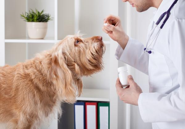 Todo lo que debes saber sobre la dosis letal de tramadol en perros 1 todo lo que debes saber sobre la dosis letal de tramadol en perros