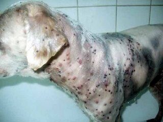 Todo lo que debes saber sobre la ehrlichia en gatos: síntomas, diagnóstico y tratamiento 3 El camino hacia la recuperación: Tratamientos efectivos para combatir la Ehrlichia