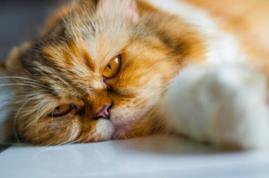 Todo lo que debes saber sobre la ehrlichia en gatos: síntomas, diagnóstico y tratamiento 2 todo lo que debes saber sobre la ehrlichia en gatos sintomas diagnostico y tratamiento4