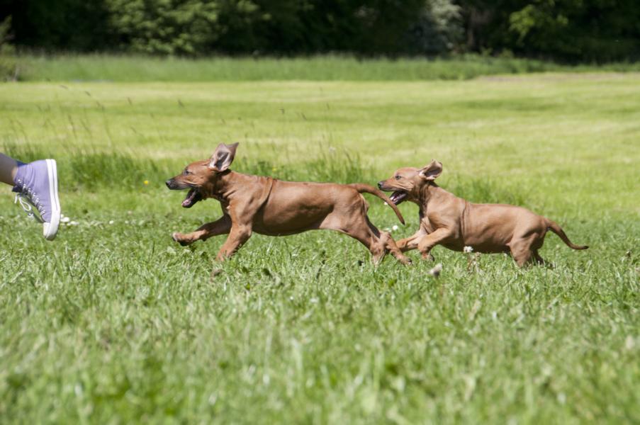 Todo lo que debes saber sobre la intoxicación por ajo en perros: síntomas y tratamiento 1 todo lo que debes saber sobre la intoxicacion por ajo en perros sintomas y tratamiento
